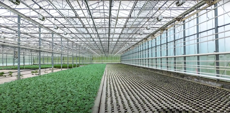 grow-rasad